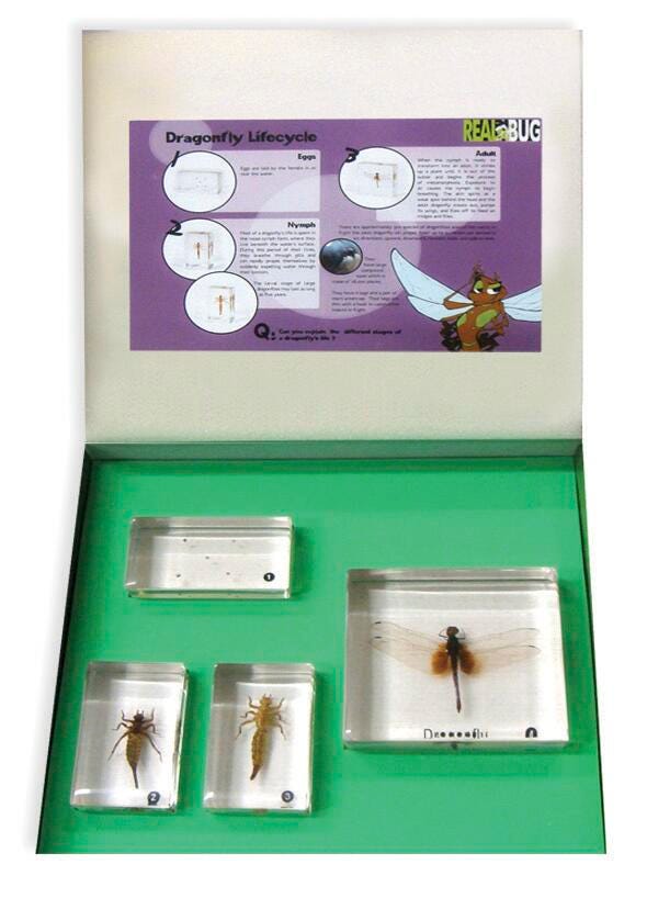 BIOPLAST LIFECYCLE DRAGONFLY