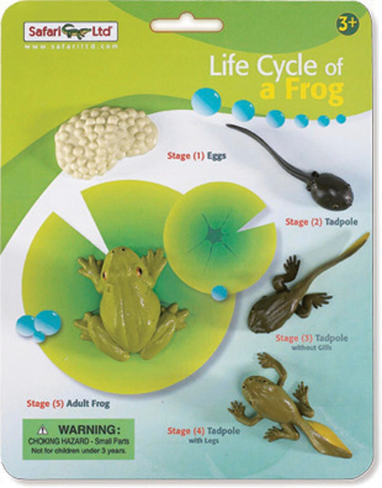 MODELS LIFE CYCLE OF A FROG