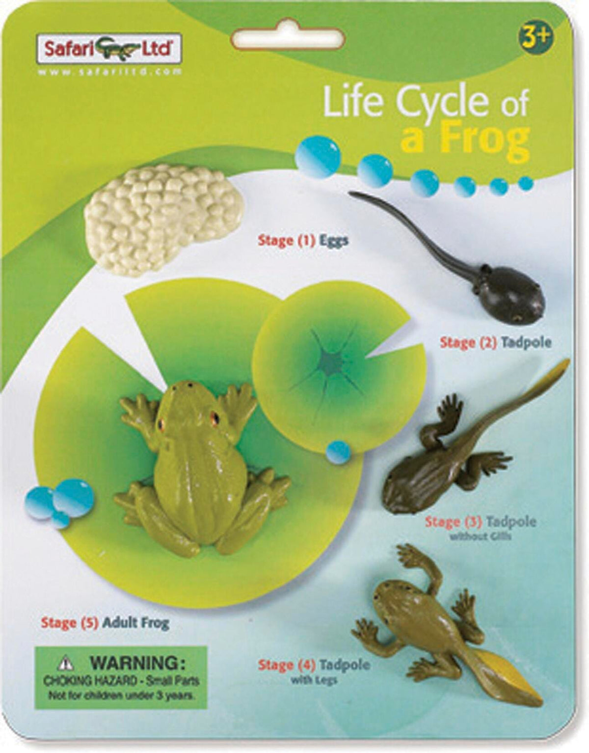 MODELS LIFE CYCLE OF A FROG