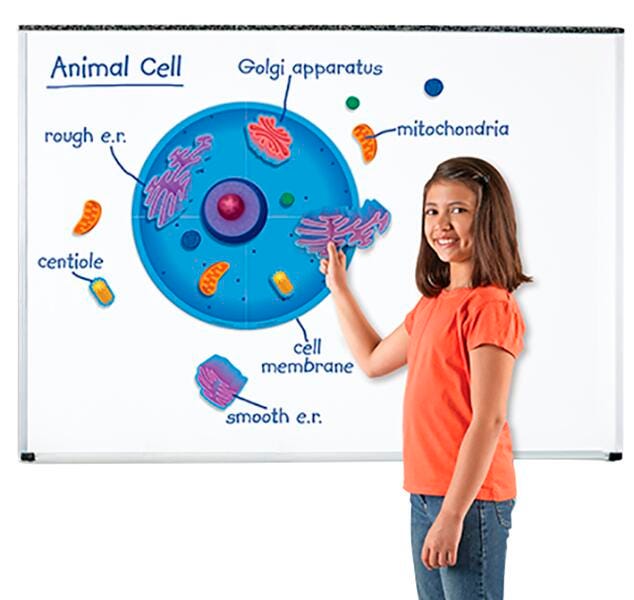 MAGNETIC MAGNETIC ANIMAL CELLS SET OF 18