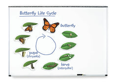 MAGNETIC GIANT MAGNETIC BUTTERFLY LIFE CYCLE SET OF 9