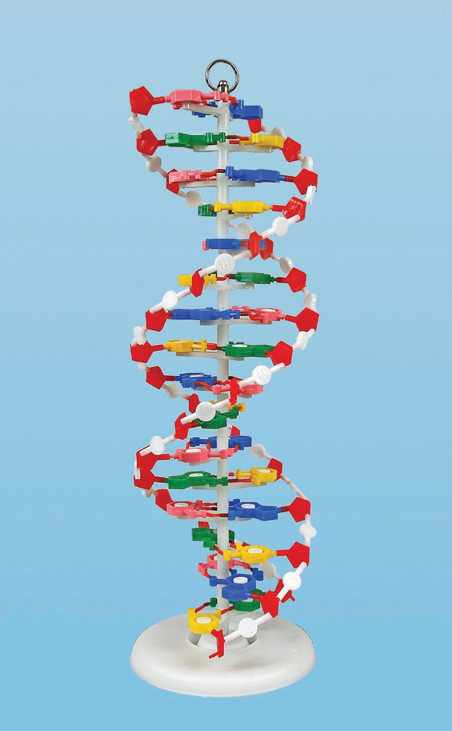 MODEL DNA UNASSEMBLED