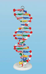 MODEL PLASTIC DNA