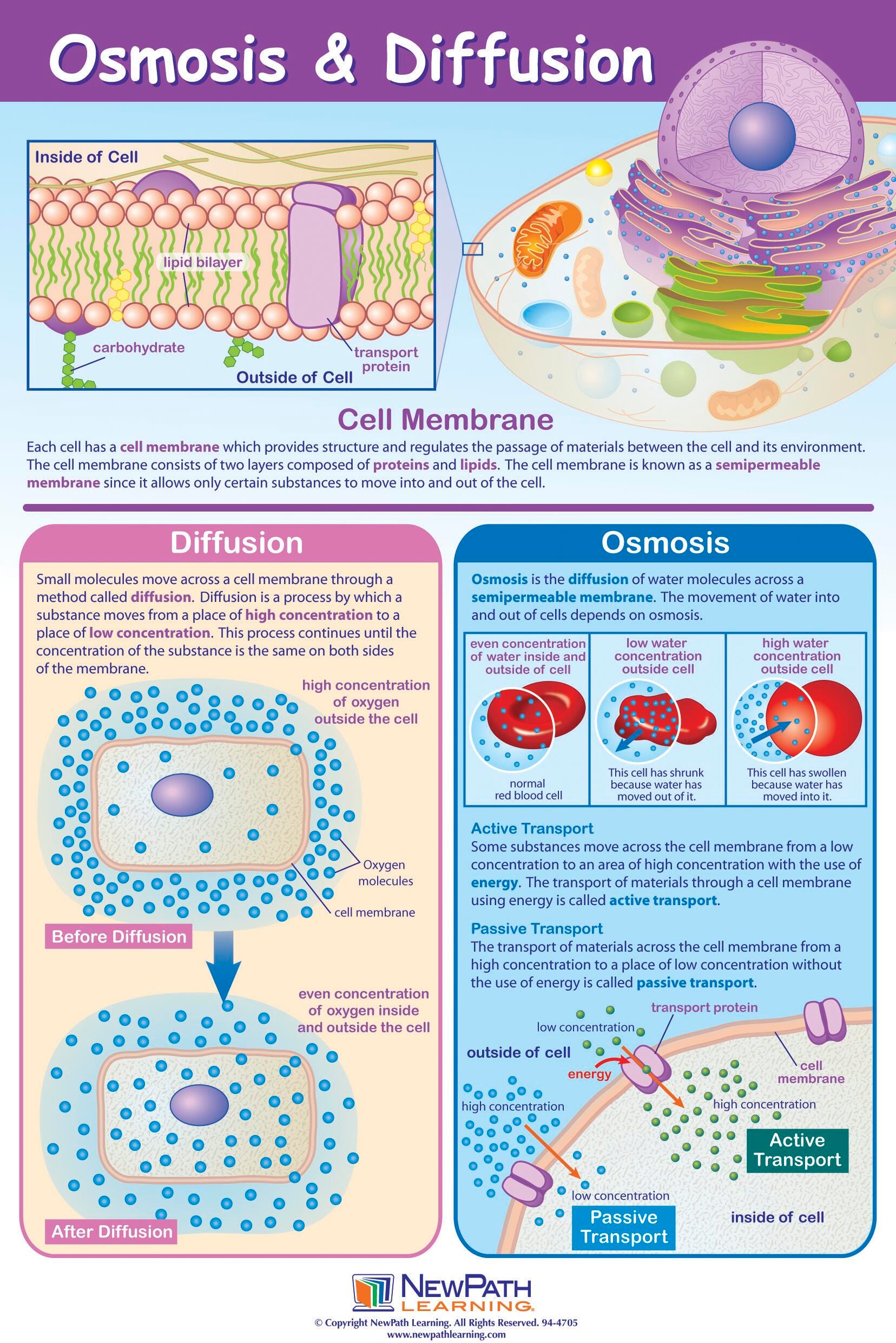 POSTER OSMOSIS + DIFFUSION