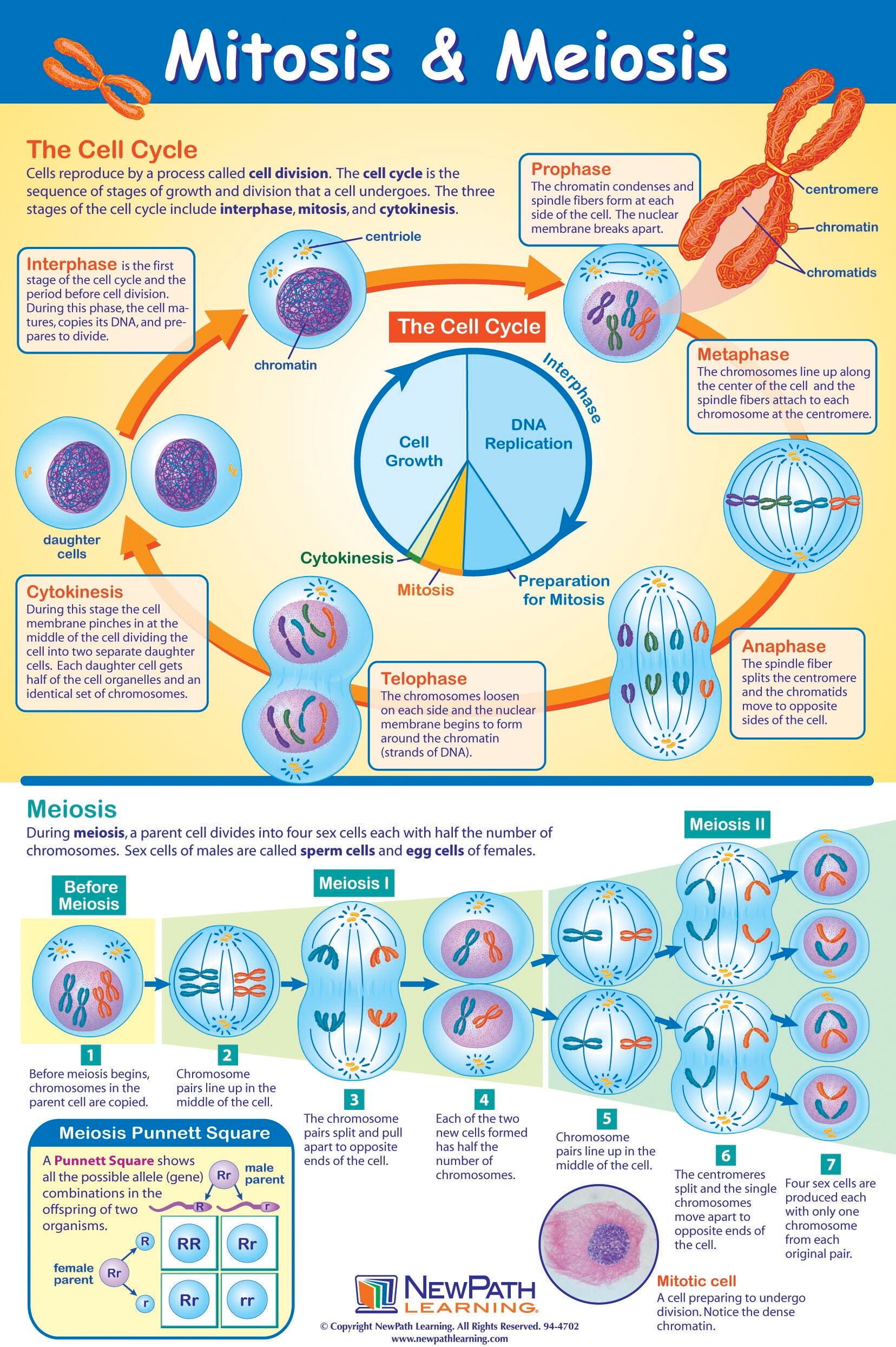 POSTER MITOSIS + MEIOSIS