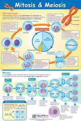 POSTER MITOSIS + MEIOSIS