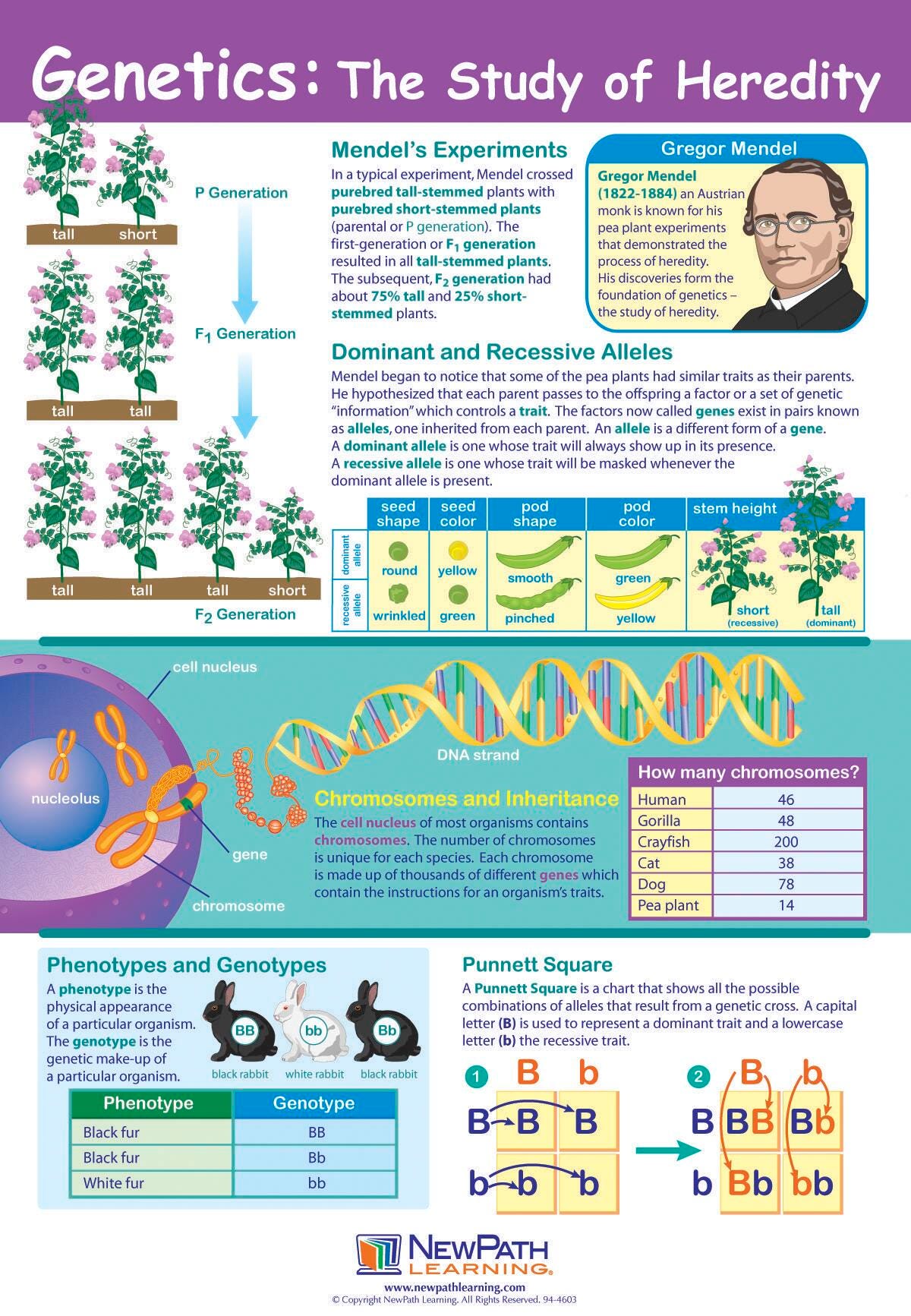 POSTER GENETICS THE STUDY OF HEREDITY