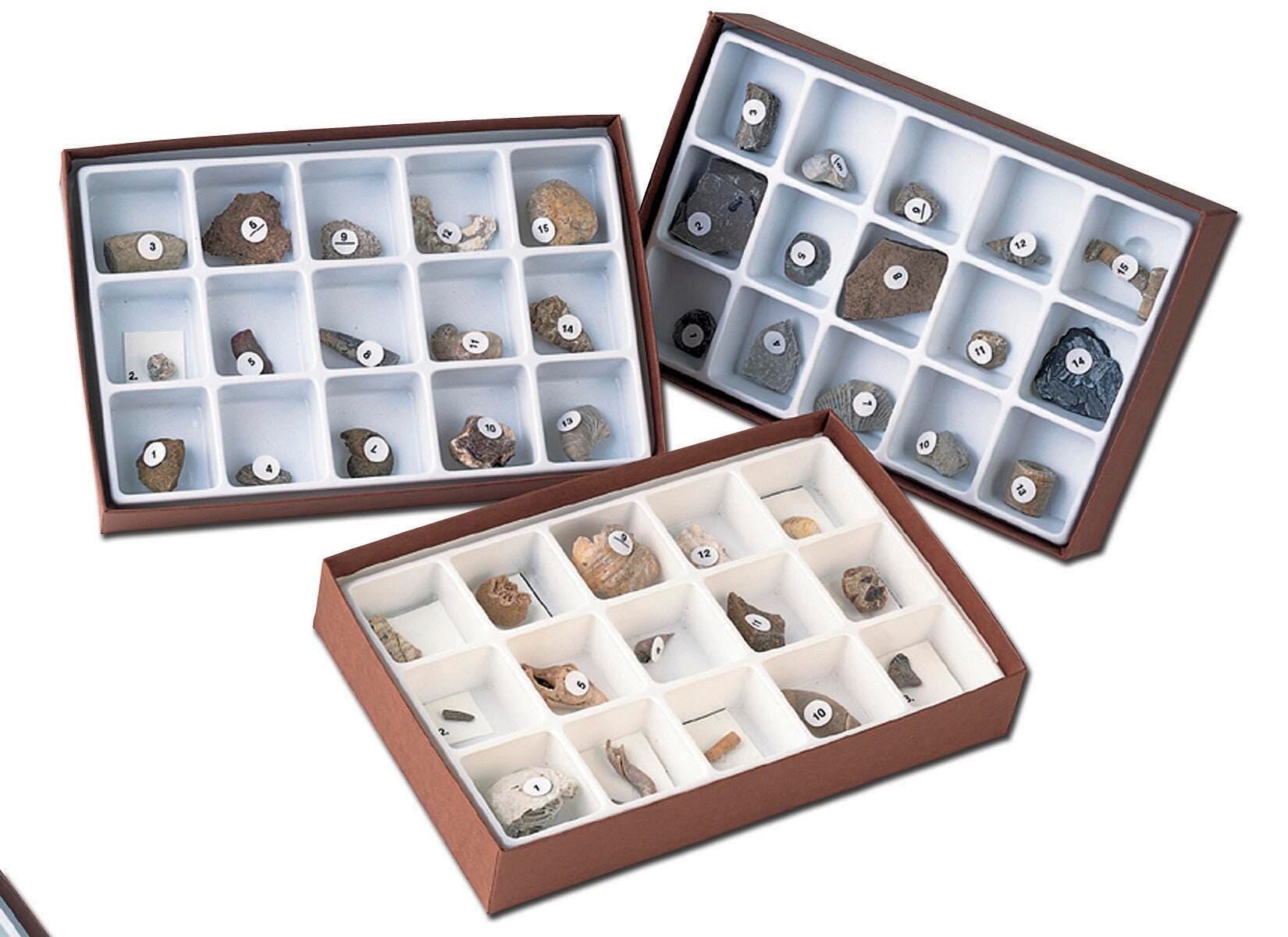 ROCK COLLECTION MESOZOIC FOSSILS