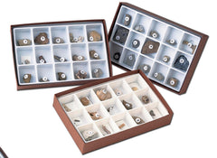 COLLECTION LIFE ON EARTH FOSSILS SET OF 3