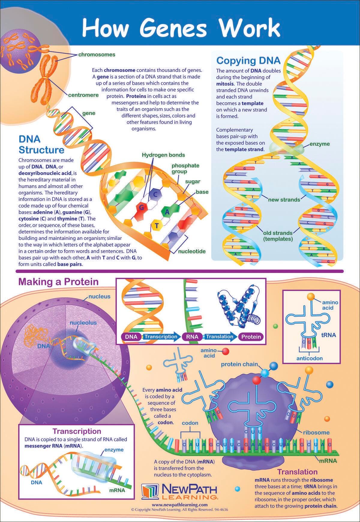 POSTER HOW GENES WORK