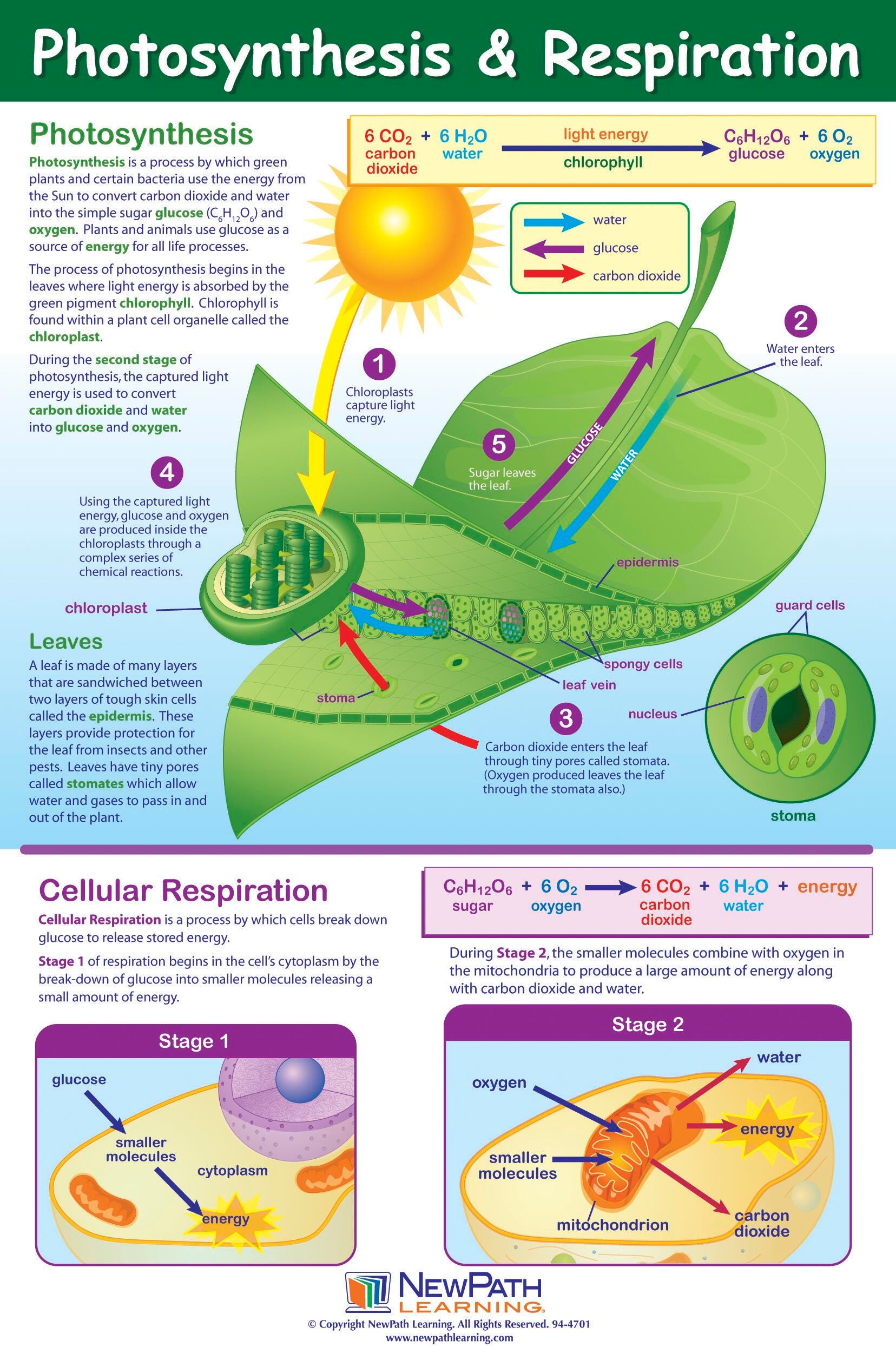 POSTER PHOTOSYNTHESIS + RESPIRATION