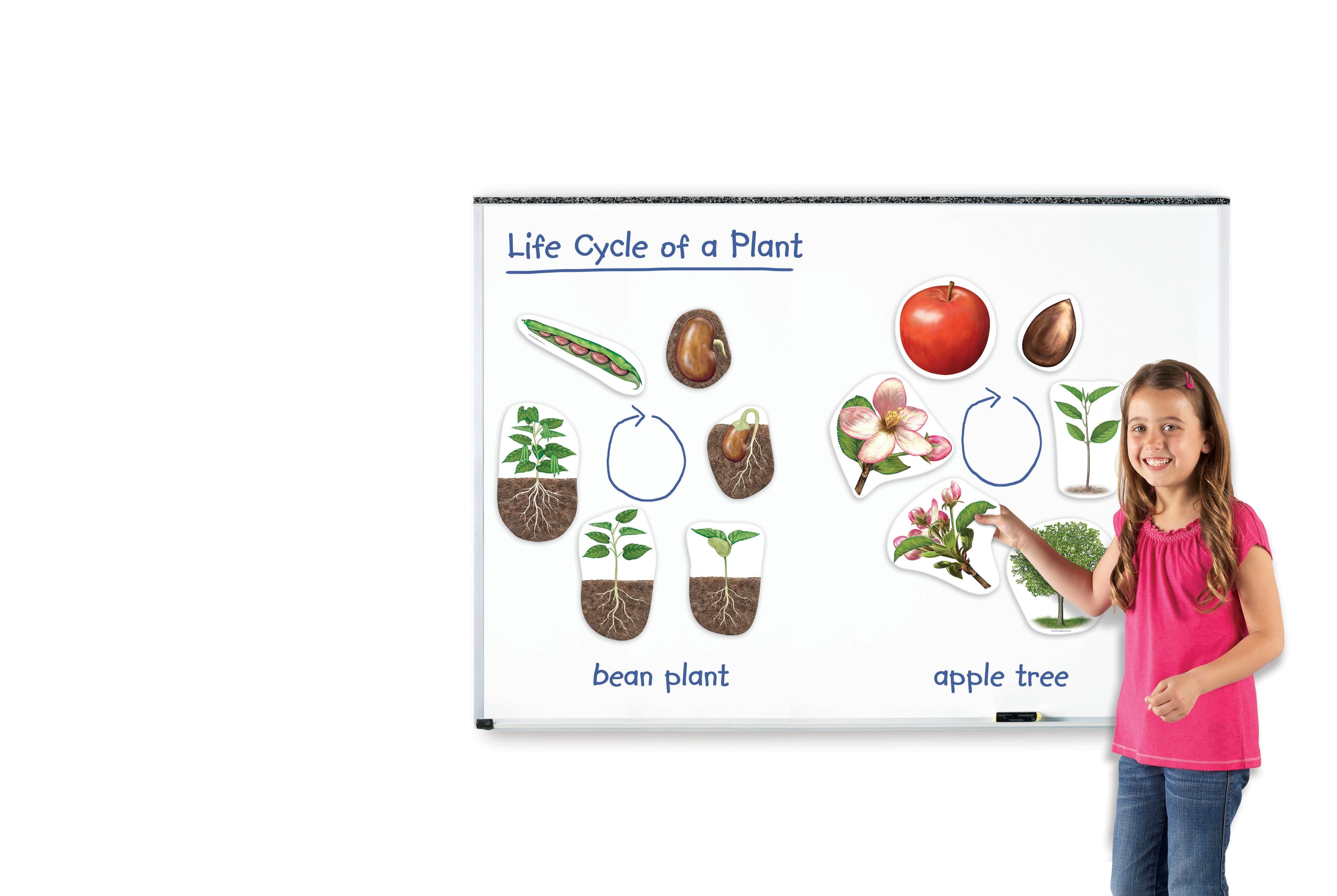 GIANT MAGNETIC PLANT LIFE CYCLE