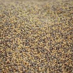 KIDFETTI SAND BROWN 10 POUNDS