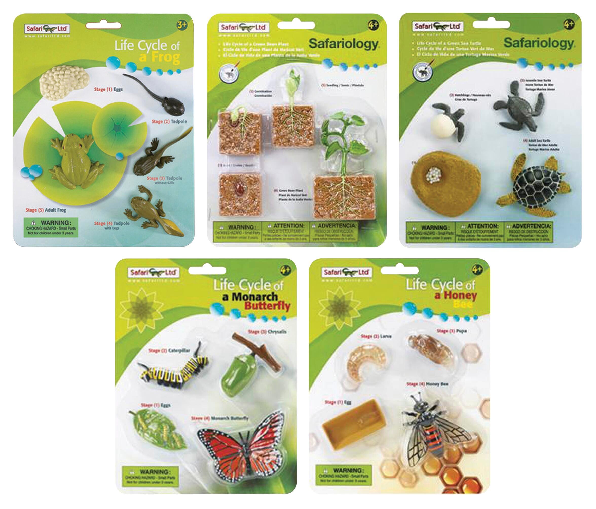 COMPLETE SET LIFE CYCLE MODELS SET OF 5
