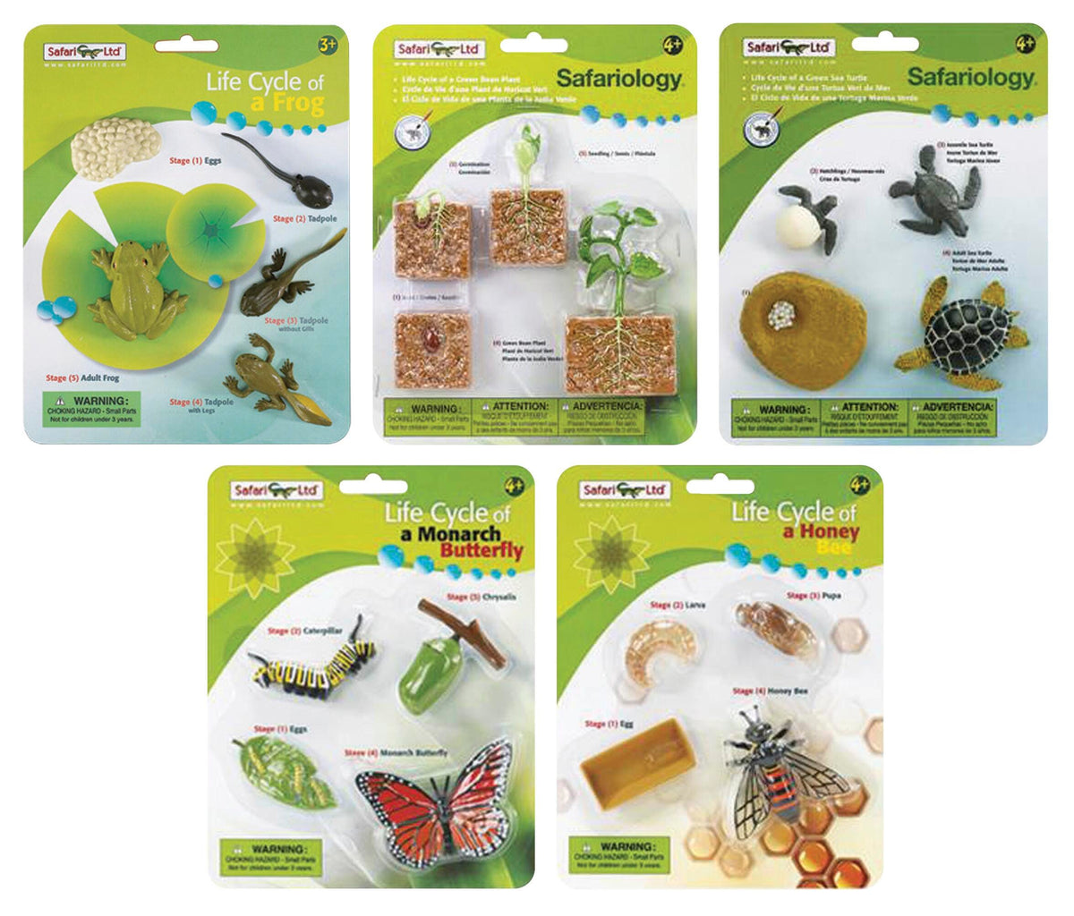 COMPLETE SET LIFE CYCLE MODELS SET OF 5