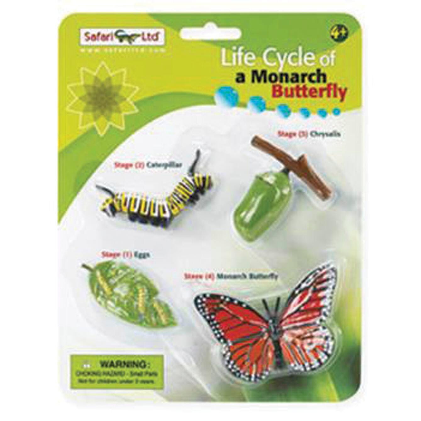 MODELS LIFE CYCLE OF A MONARCH BUTTERFLY