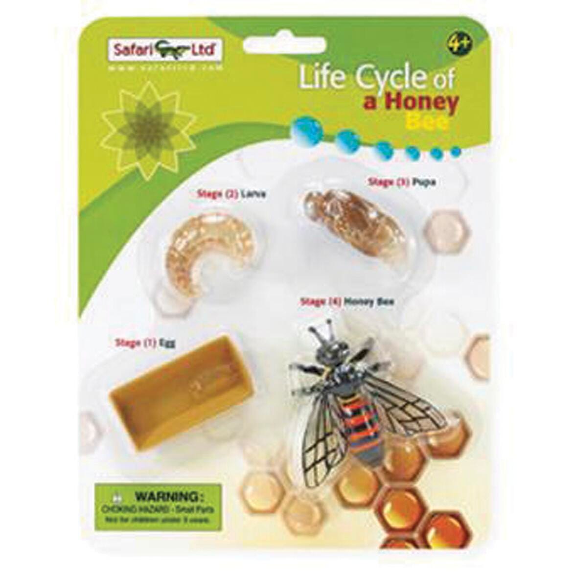 MODELS LIFE CYCLE OF A HONEY BEE