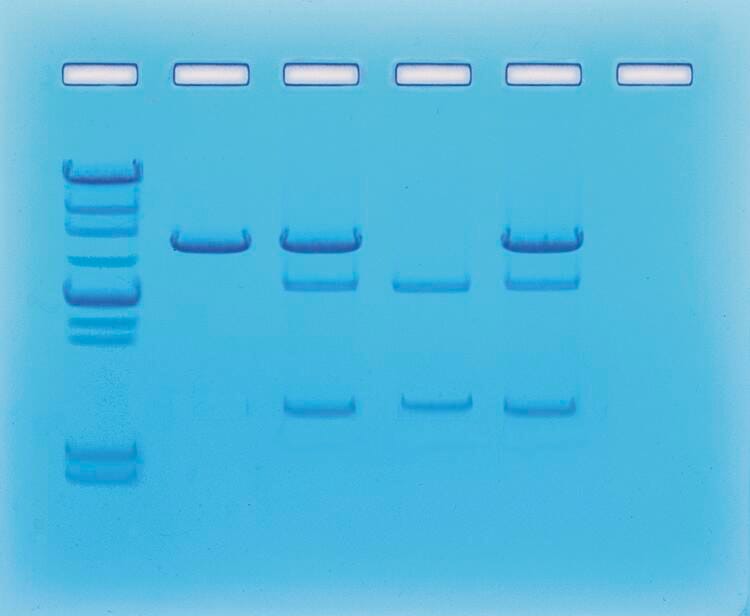KIT CANCER GENE DETECTION