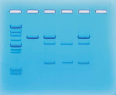 KIT CANCER GENE DETECTION