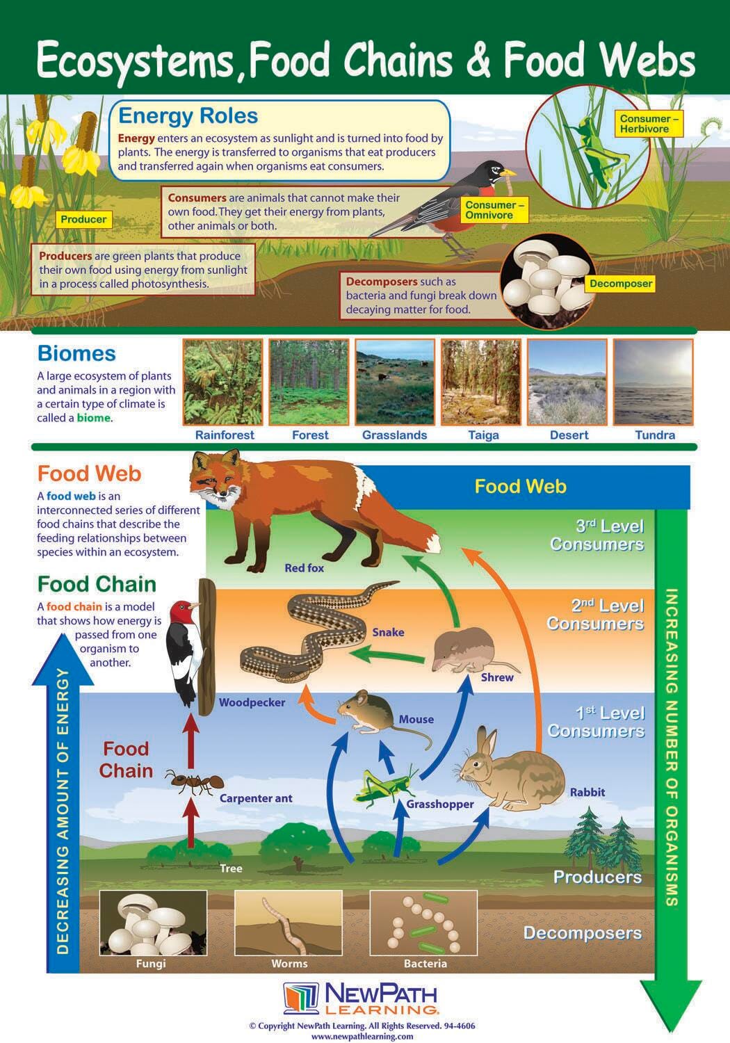POSTER ECOSYSTEMS FOOD CHAINS FOOD WEBS