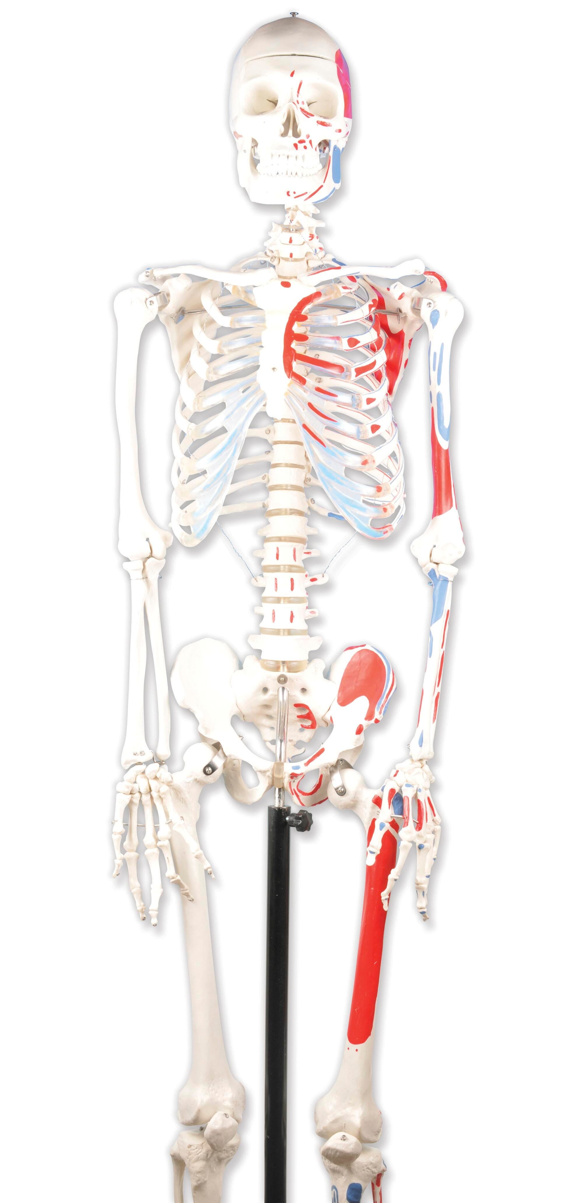 MODEL SKELETON HUMAN ROD MOUNT
