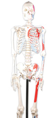 MODEL SKELETON HUMAN ROD MOUNT