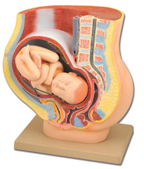 MODEL PREGNANCY WITH FETUS