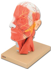 MODEL HUMAN 1/2 OF LIFE SIZE HEAD