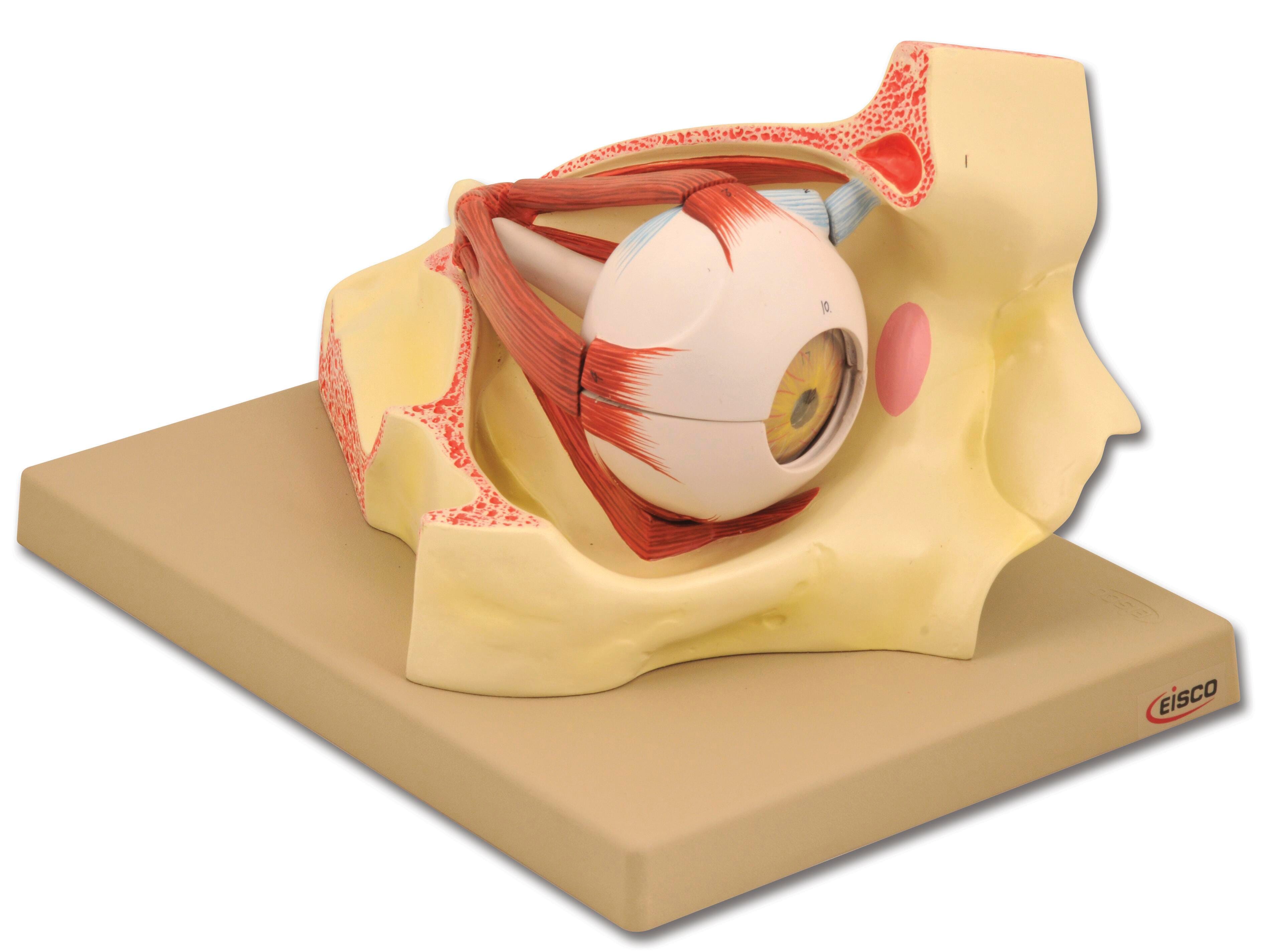 MODEL HUMAN EYE IN ORBIT 9 PART DISSECTABLE 3X