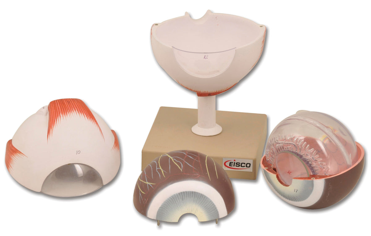 MODEL HUMAN 6 PARTS OF EYE 6X