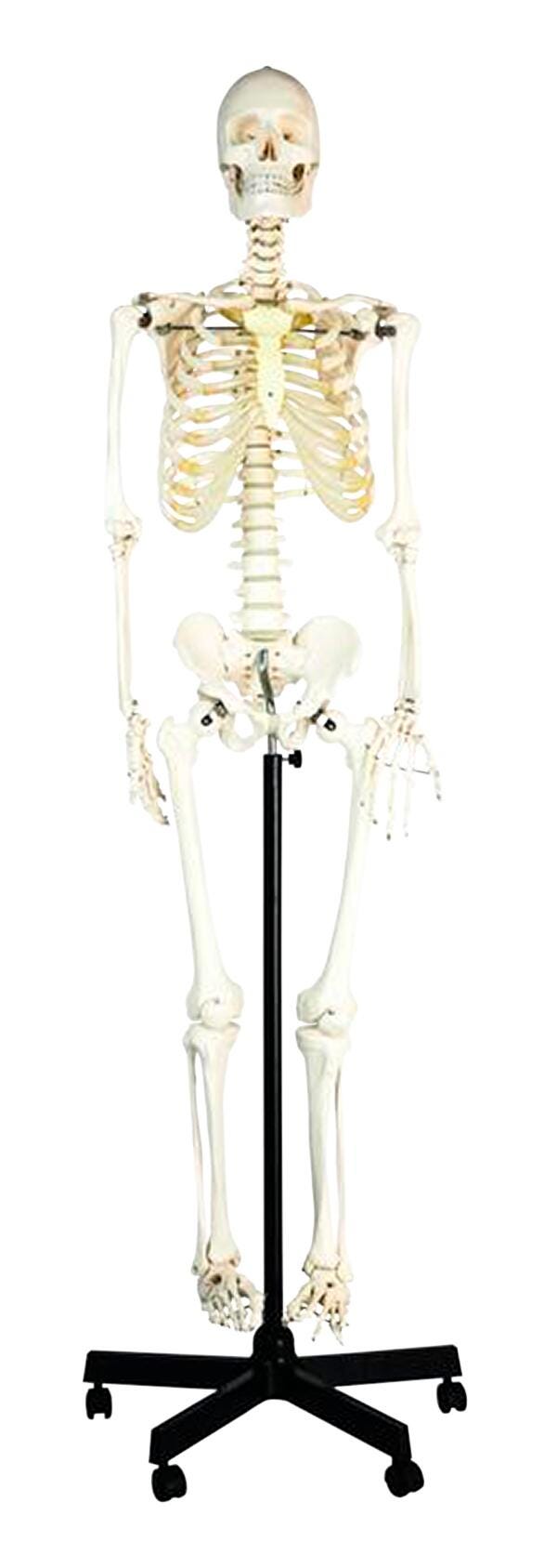 SKELETON HUMAN ROD MOUNT