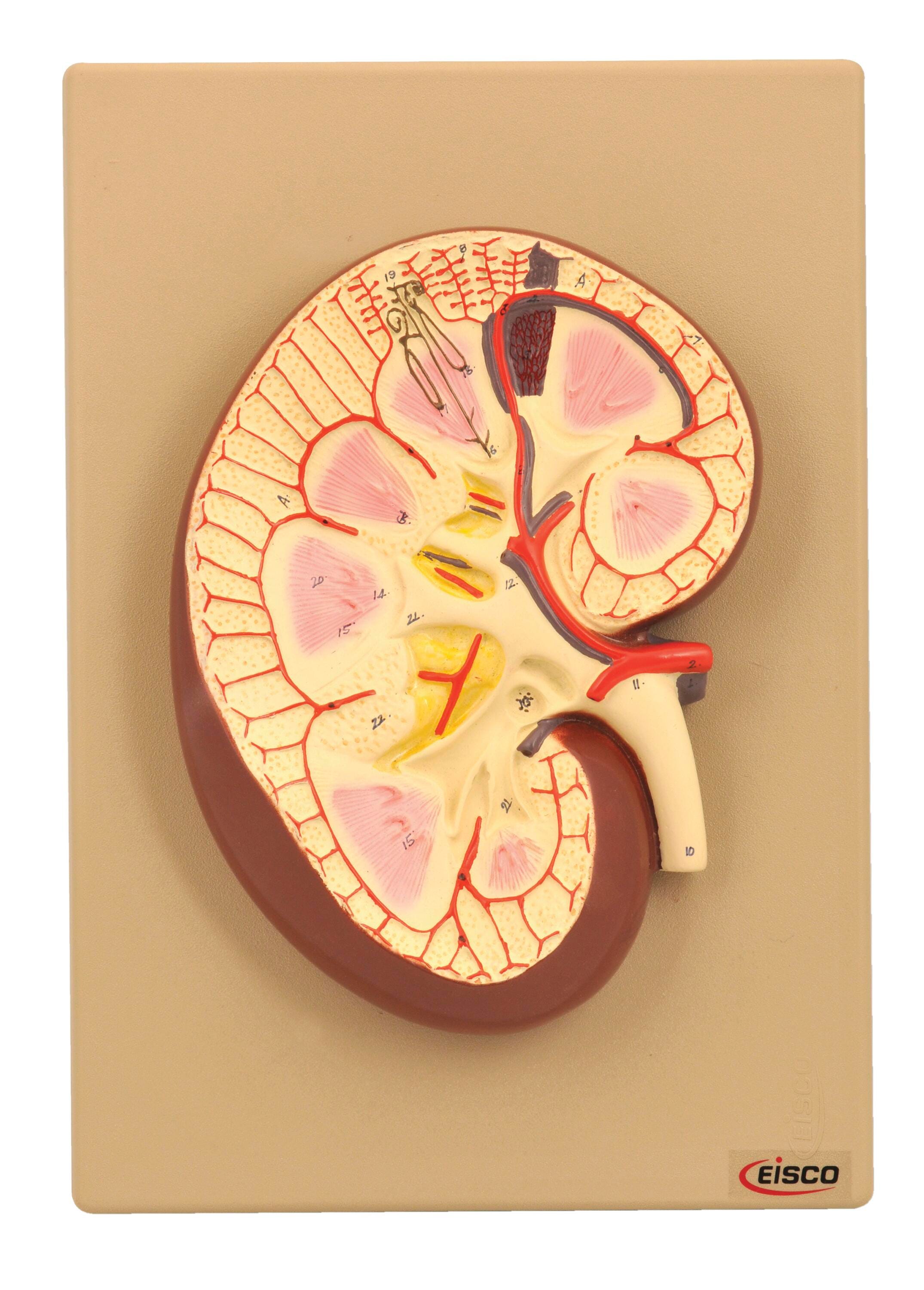 MODEL HUMAN KIDNEY SECTION 3X