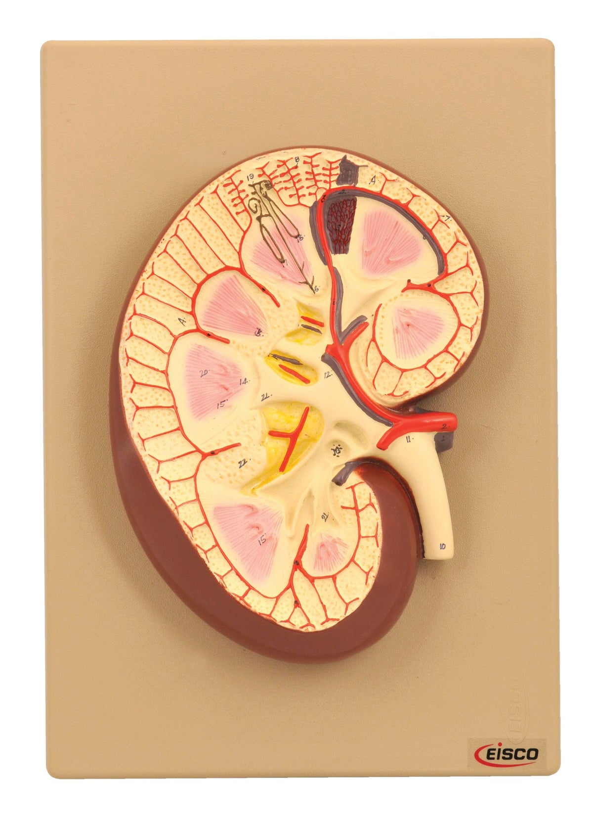 MODEL HUMAN KIDNEY SECTION 3X