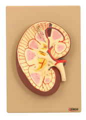 MODEL HUMAN KIDNEY SECTION 3X