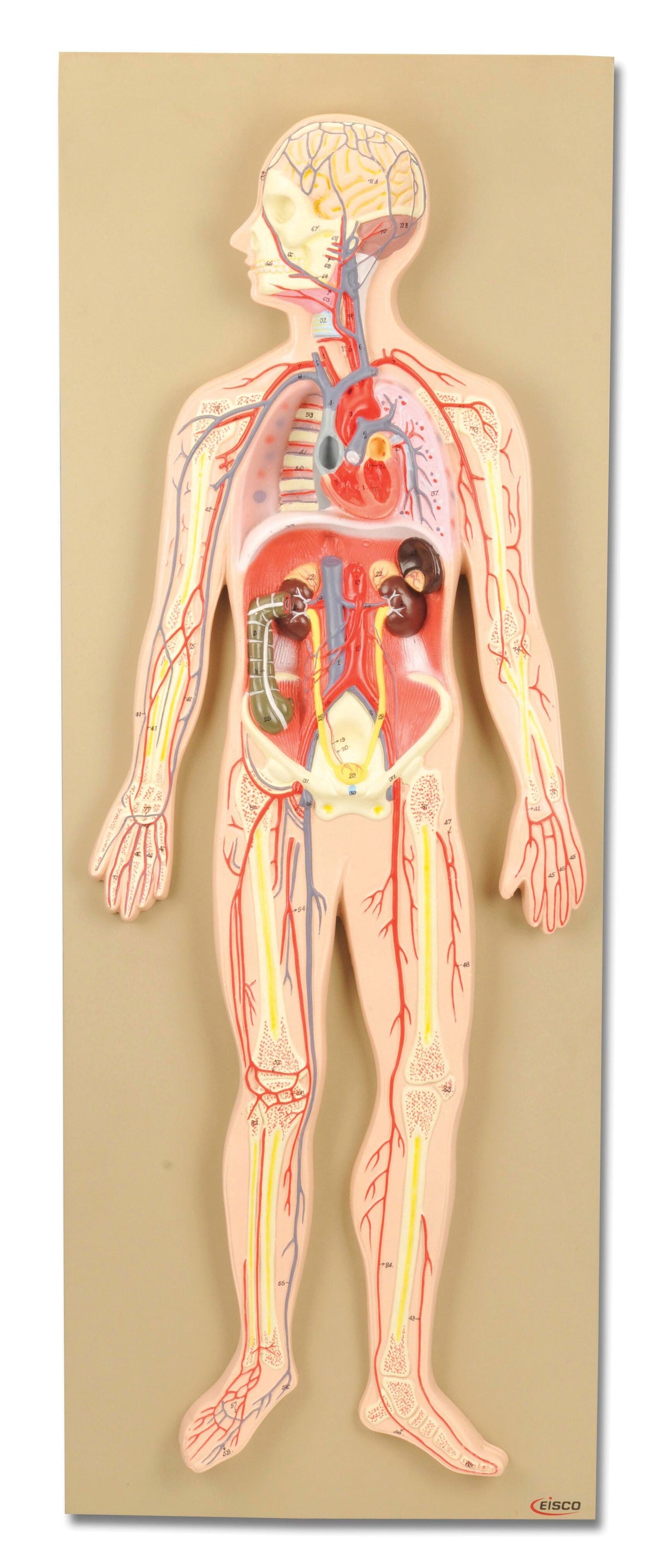 MODEL HUMAN CIRCULATORY SYSTEM