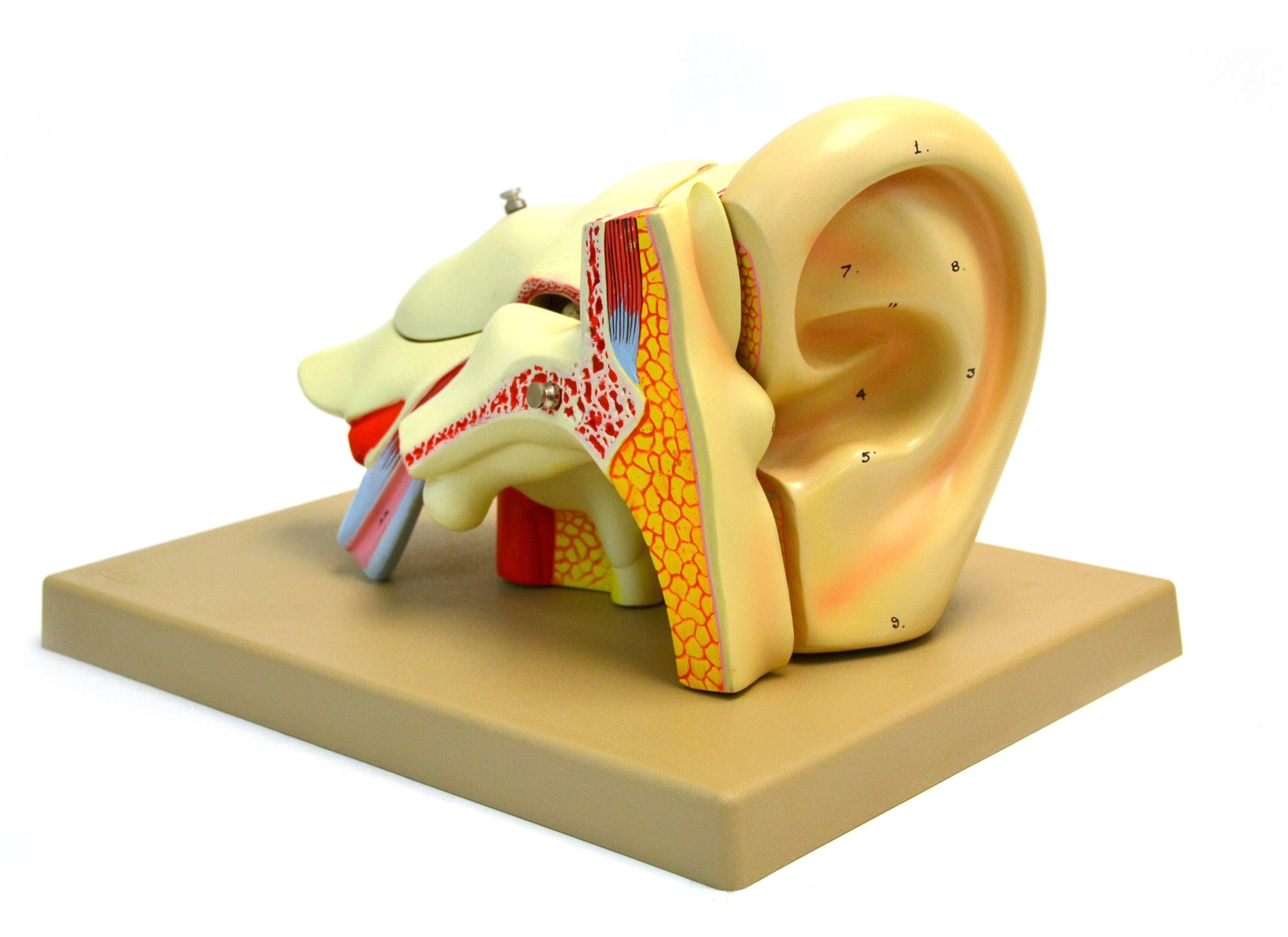 MODEL HUMAN EAR 5 PARTS