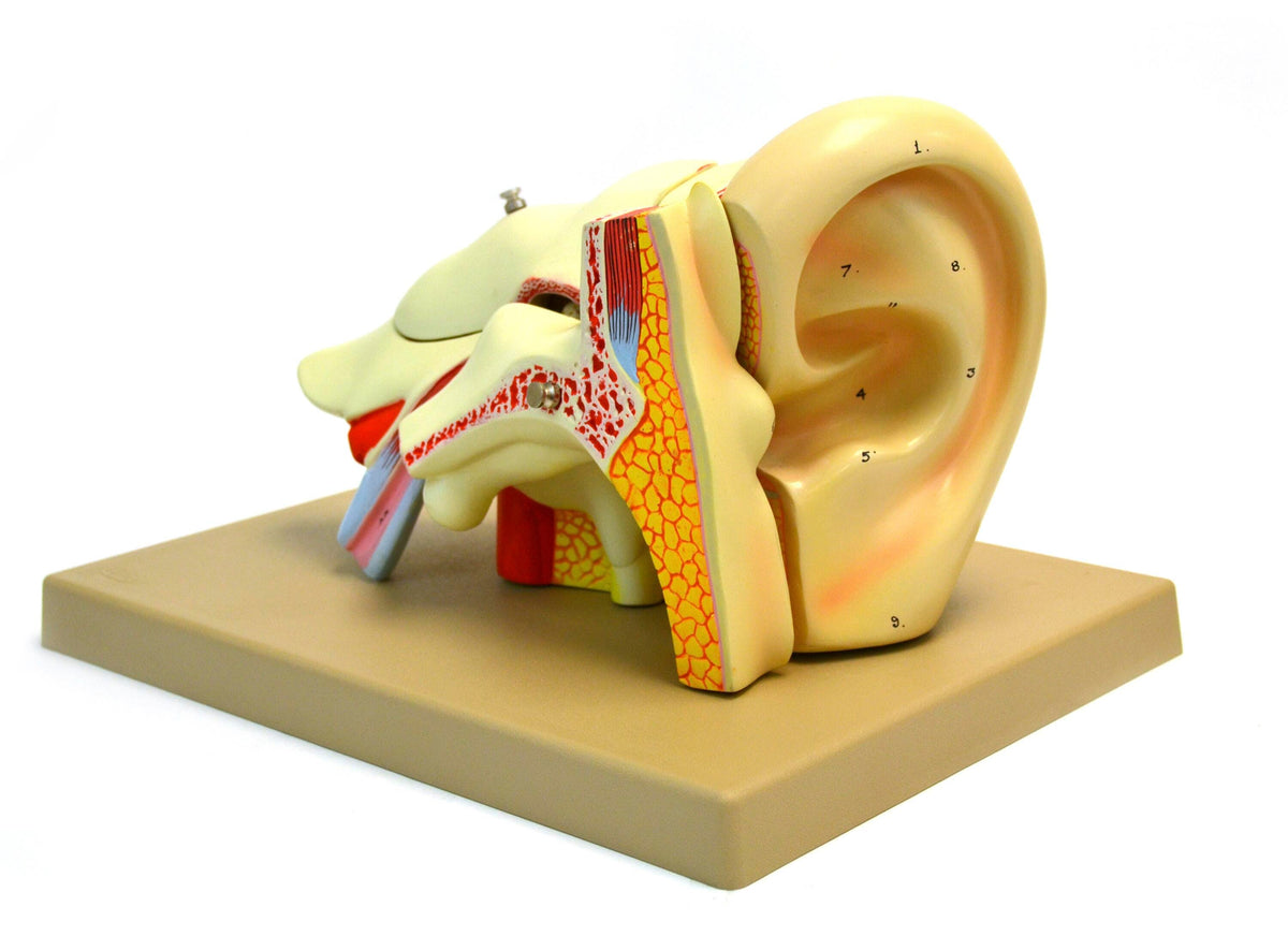 MODEL HUMAN EAR 5 PARTS