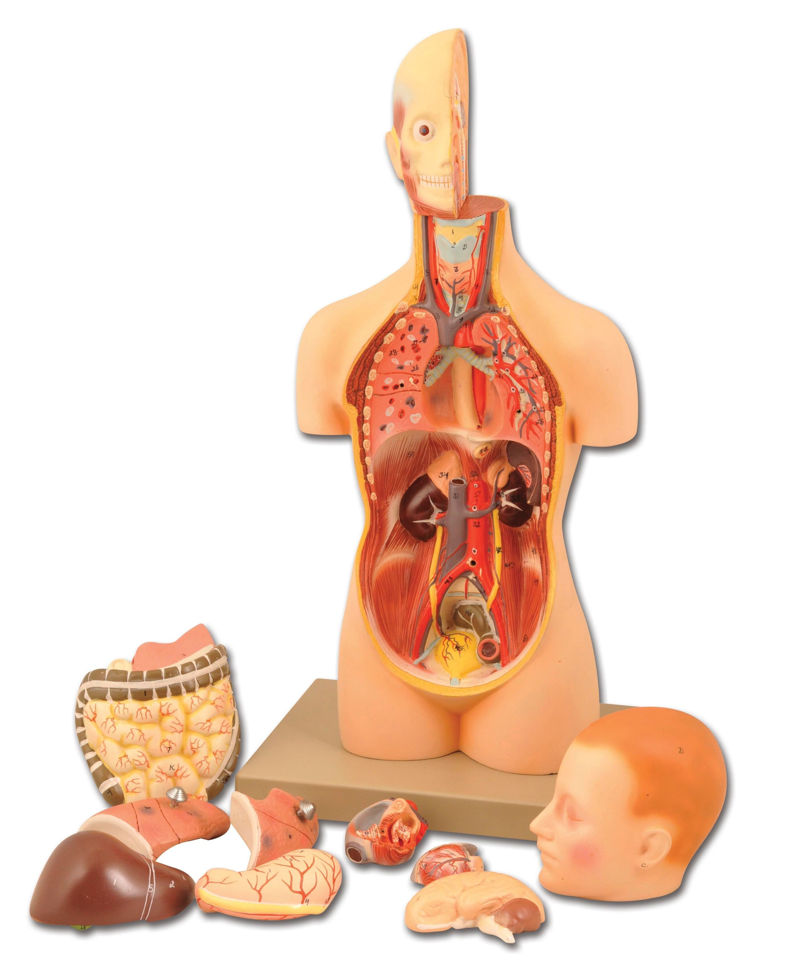 MODEL HUMAN MINI SEXLESS TORSO 12 PTS