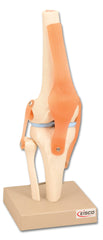 MODEL HUMAN FUNCTIONAL KNEE