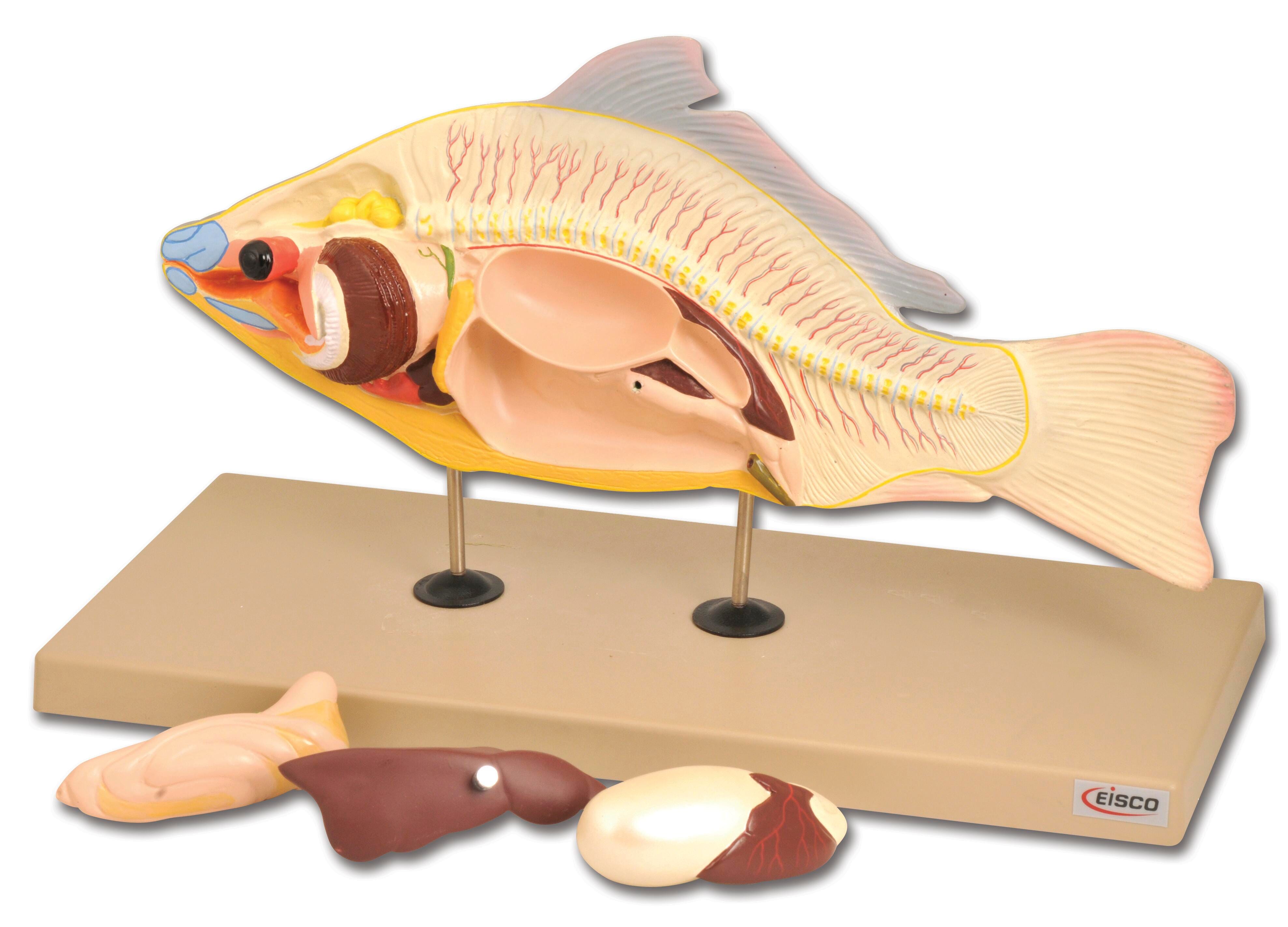MODEL CARP