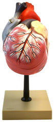 MODEL HUMAN HEART LIFE SIZE