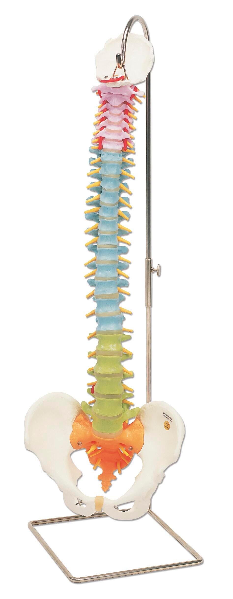 MODEL SPINAL COLUMN COLOR CODED