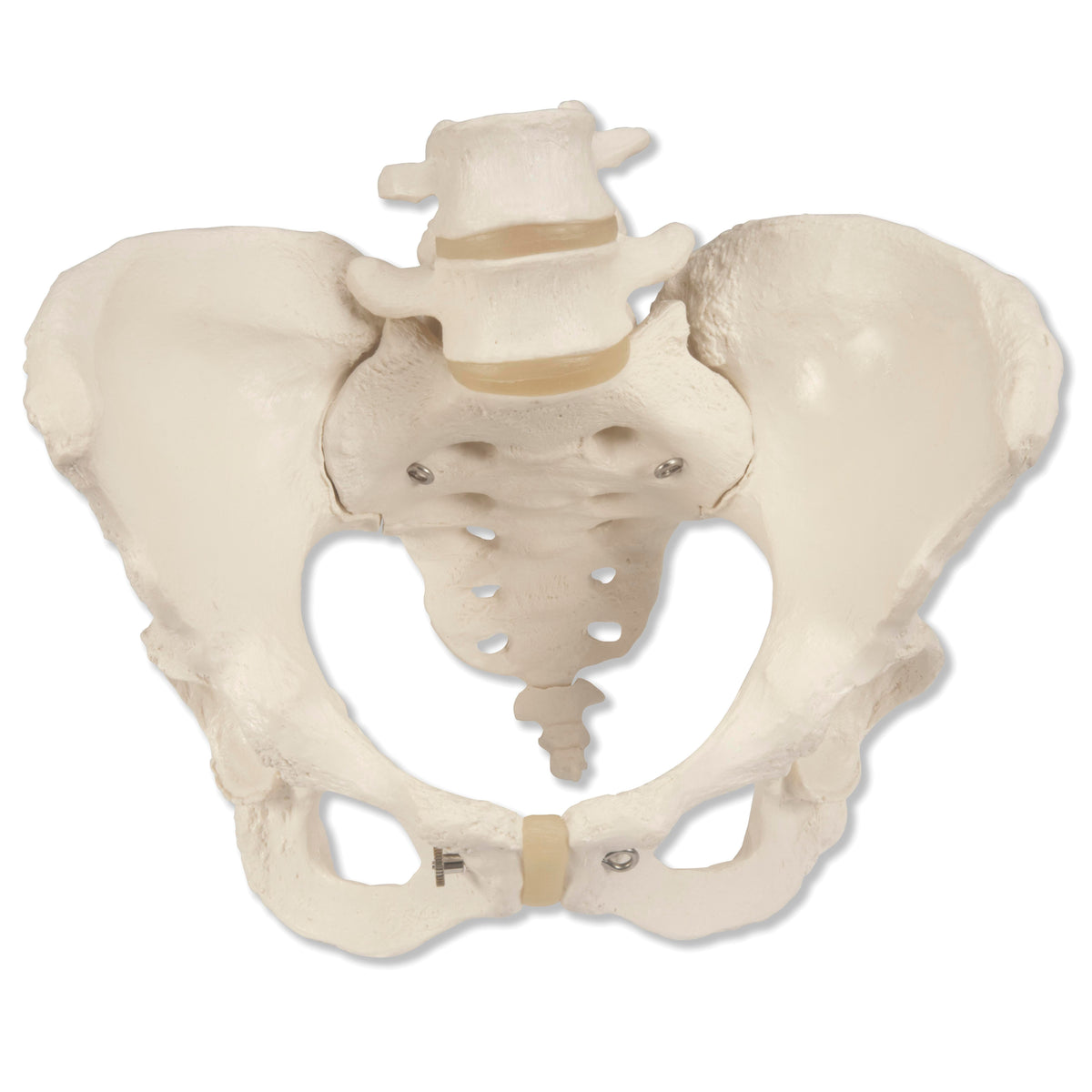 DISC-SKELETON PELVIS FEMALE