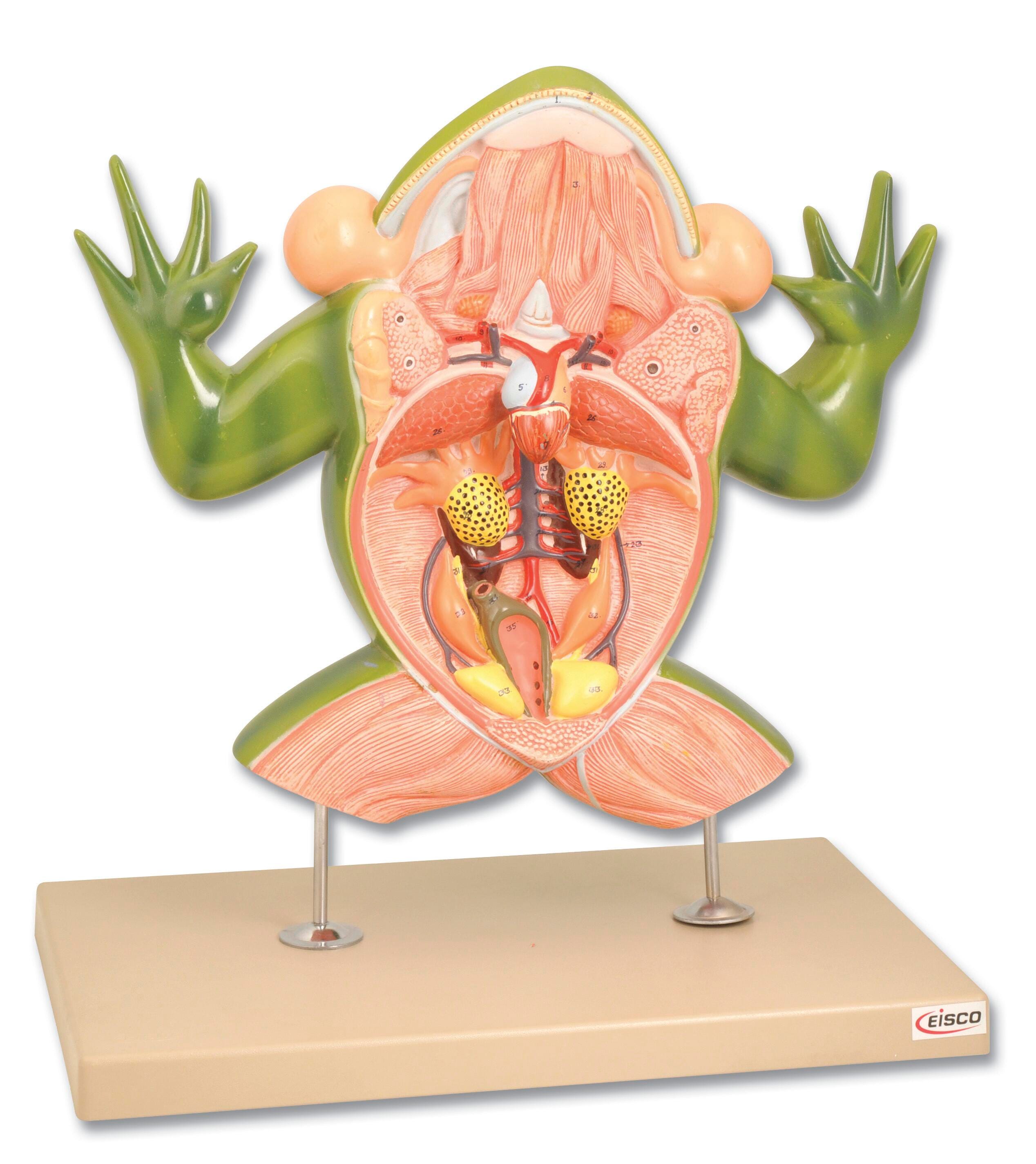 MODEL FROG DISSECTION