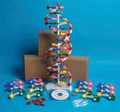 MODEL DNA UNASSEMBLED SET OF 4 W/CD