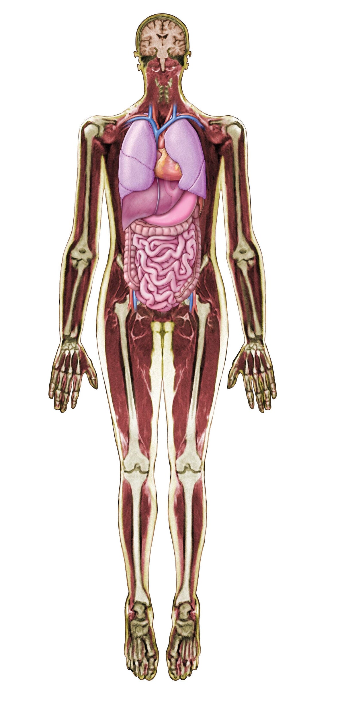 MRI SCAN LOOK INSIDE ME SET OF 20