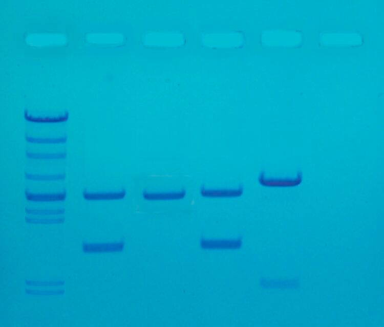 KIT DNA FINGERPRINTING BY PCR AMPLIFICATION