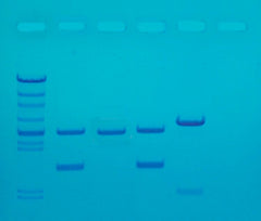 KIT DNA FINGERPRINTING BY PCR AMPLIFICATION