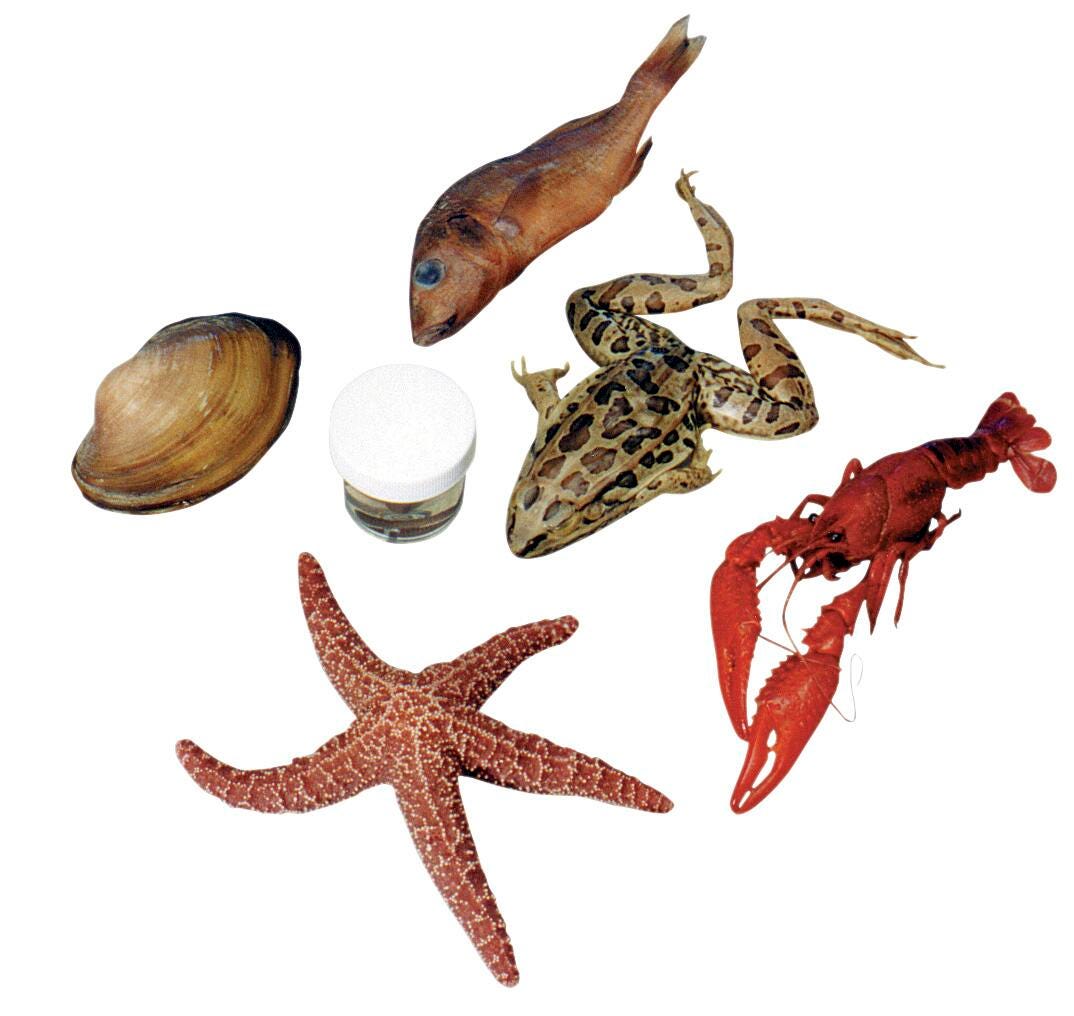 6 SPEC CLASS PACK LARGE VAC PK/25