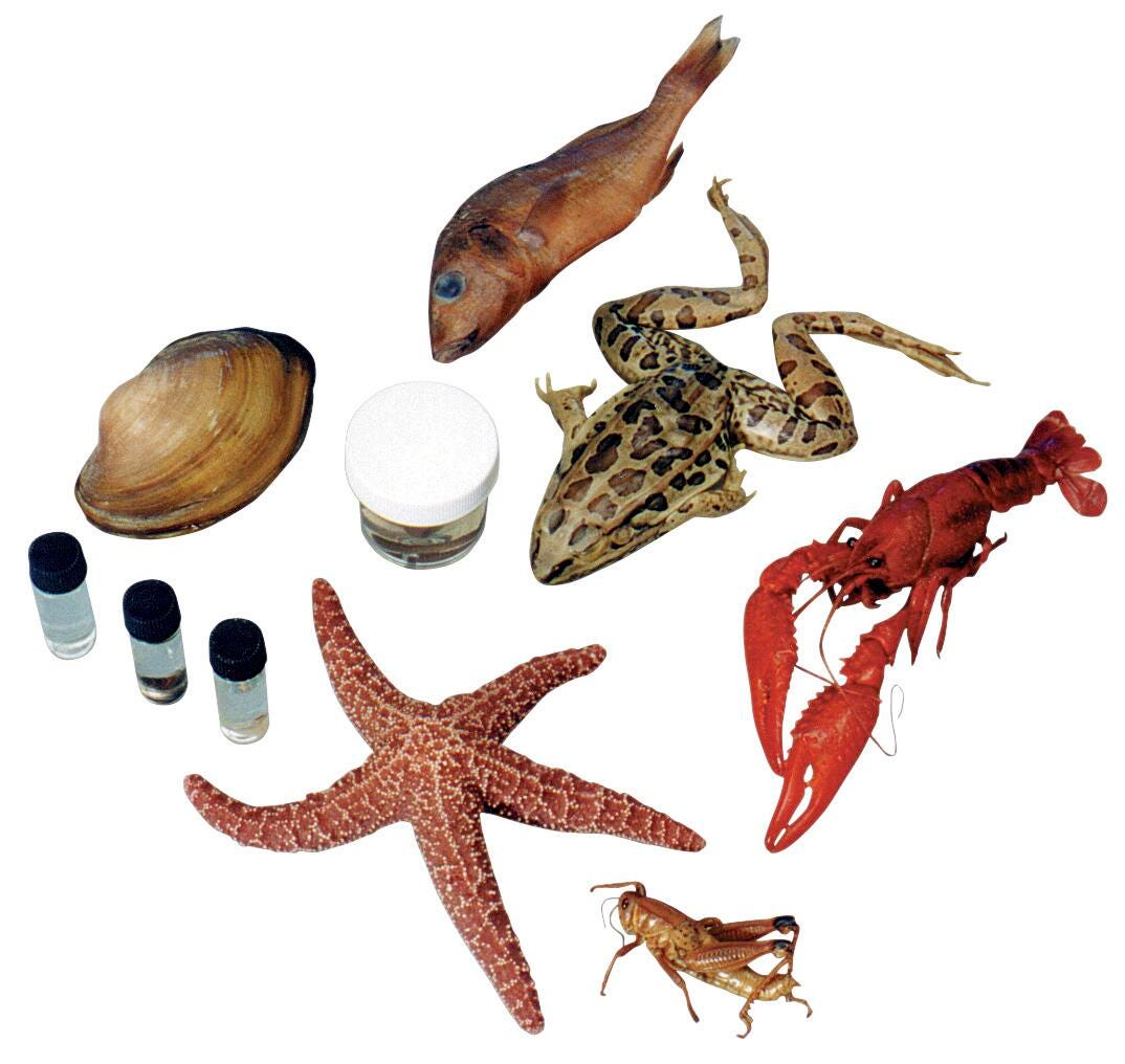 10 SPEC CLASS PACK LARGE VAC PK/25